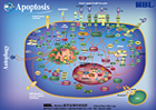 apoptosis2
