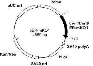 Plasmid map of pER-mKO1