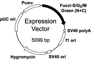 Plasmid map of pFucci-S/G<sub>2</sub>/M Green (N+C)