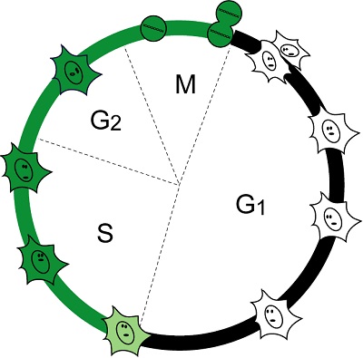 Schematic of the cell cycle specific fluorescence of Fucci-S/G<sub>2</sub>/M Green (N+C)