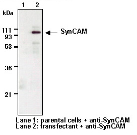 Anti-SynCAM (TSLC1/CADM1) mAb（Monoclonal, 3E1） | Antibody | MBL