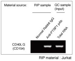 Identification of target RNA isolated from cellular RNP complex by RT-PCR