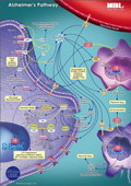 Alzheimer's pathway