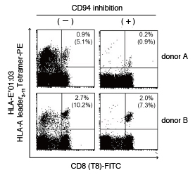 HLA-E Tetramer Binding Inhibition by CD94 Antibody