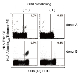 CD3 抗体によるHLA-E Tetramer 結合阻害