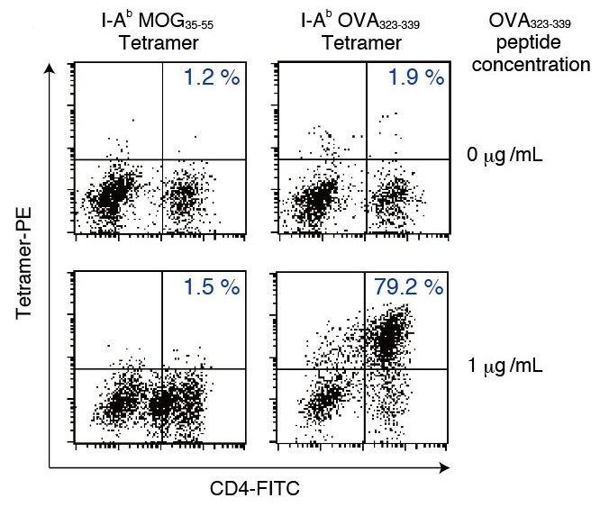 I-Ab OVA323-339 Tetramer staining of peptide-stimulated OT-II splenocytes (Day 6)