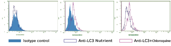 Anti-LC3 pAbのFlow cytometry