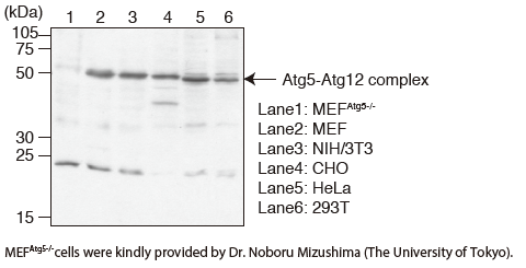 Anti-Atg5 mAb（Code No. M153-3, Clone:4D3） Western Blotting
