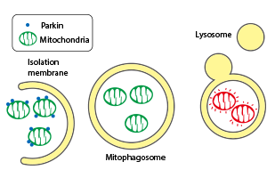 mitophagy