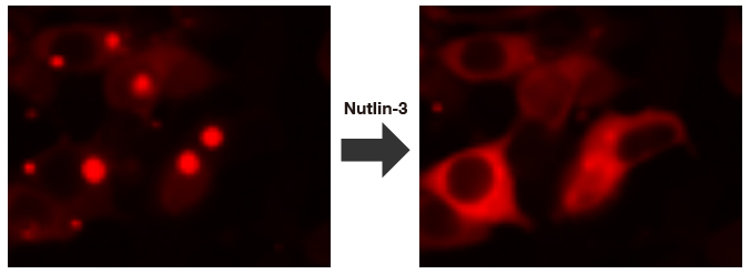 Inhibition of p53-MDM2interaction visualized by Fluoppi Red
