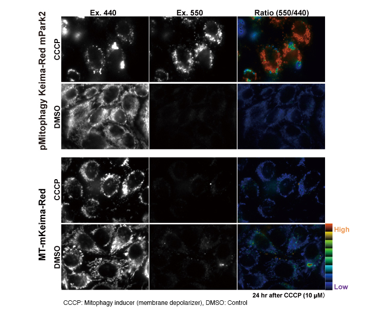 Ratio imaging with pMitophagy Keima-Red mPark2