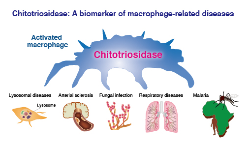 Chitotriosidase
