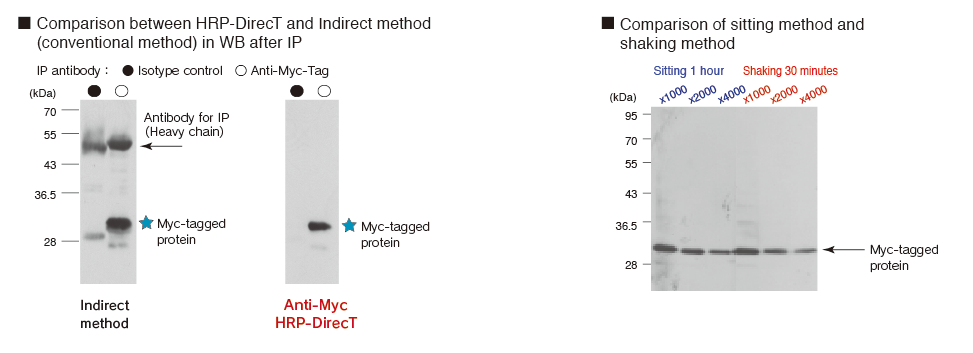 Anti-Myc-tag HRP-DirecT (Code No.M047-7) WB