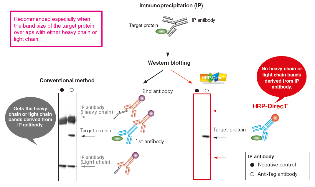 No cross-reactivity with antibodies used for immunoprecipitation eliminating their heavy and light chain bands in the blots