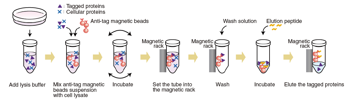 Tagged protein magnetic purification kit procedure summary.png