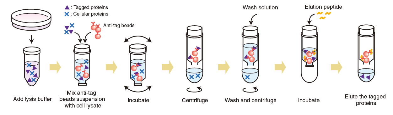 Tagged protein purification kit procedure summary