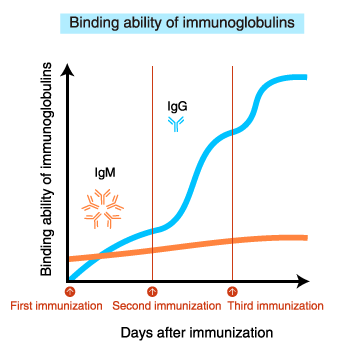 Binding ability of immunoglobulins