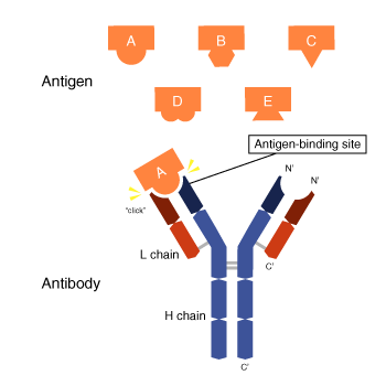 一つの抗体は一つの抗原だけを認識する