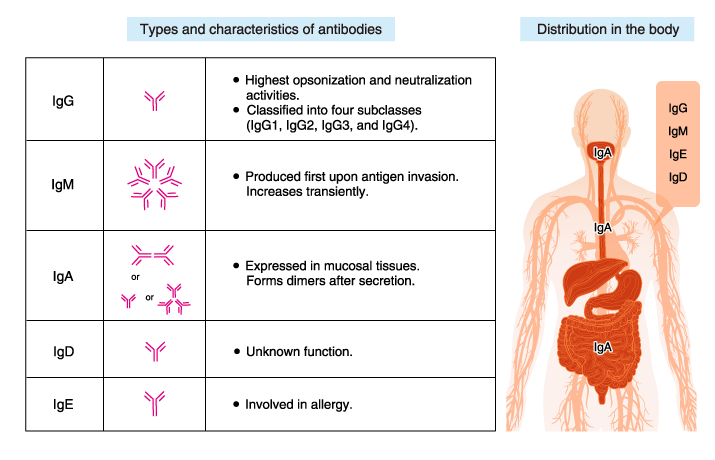 Structure and characteristics of antibody isotypes
