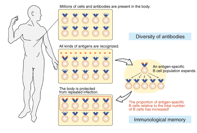 The diversity of antibodies and immunological memory