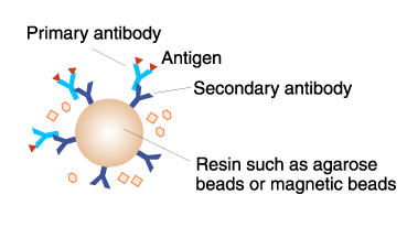 Beads labeled antibody