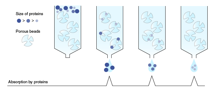 Principle of gel-filtration chromatography