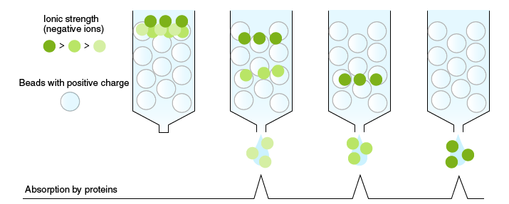 Principle of ion-exchange chromatography