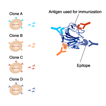 Difference between clones in monoclonal antibodies