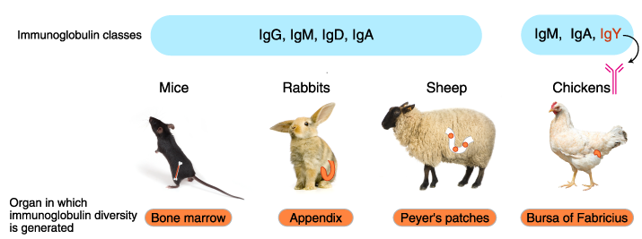 Isotypes of immunized animals