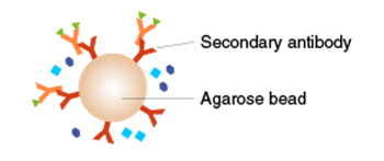 Secondary antibody-coated agarose beads