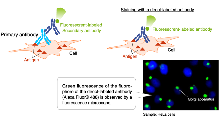 Application example of fluorescent-labeled antibody: Immunofluorescence staining