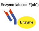 Enzyme-labeled F(ab′)