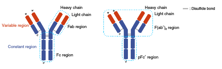Fab and Fc region of the antibody