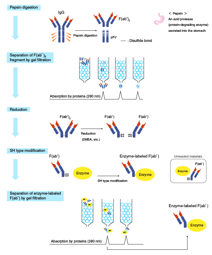 Pepsin digestion (for labeling SH groups)
