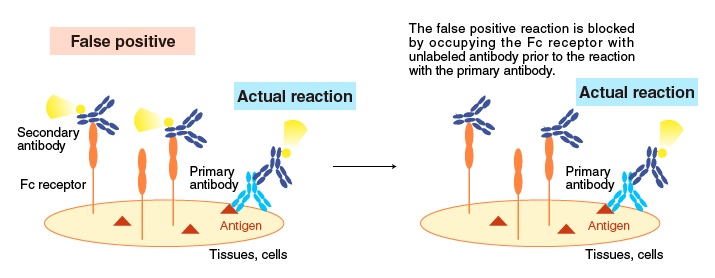 Reduction of false positive reactions caused by adding IgG