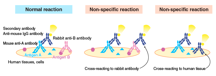 Non-specific reactions of a secondary antibody