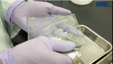 Remove the gel from the glass plates
