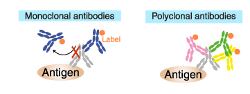 Labeled (secondary) antibodies