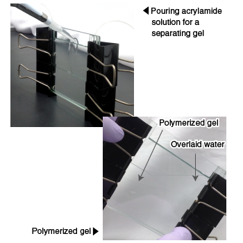 Pouring acrylamide solution for a separating gel