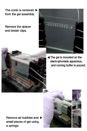 Gel plate is mounted on the electrophoresis apparatus