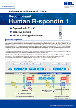 Recombinant Human R-spondin 1