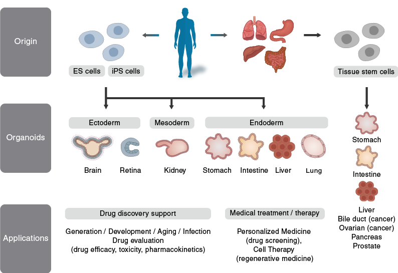 Types and Applications of Organoids