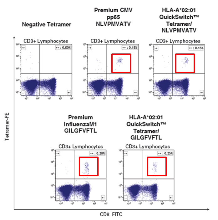HLA-A*02:01 CMV pp65 (NLVPMVATV) and HLA-A*02:01 Influenza M1 (GILGFVFTL) tetramers