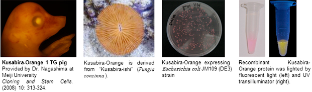 Kusabira-Orange: KO images