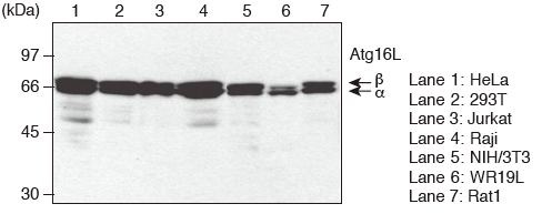 Anti-Atg16L mAb（Code No. M150-3, Clone:1F12）のWestern blotting