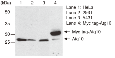 Anti-Atg10 (Human) mAb（Code No. M151-3）Western blotting