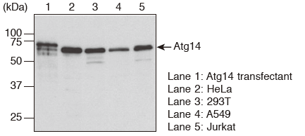 Anti-Atg14 (Human) mAb（Code No. M184-3）Western blotting