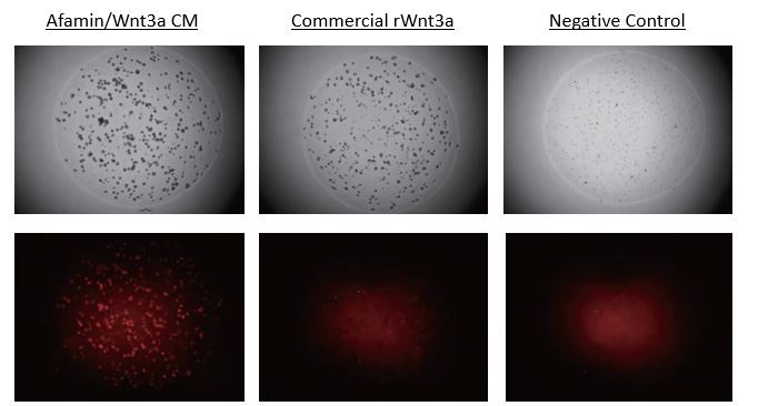 Afamin/Wnt3a CM increased Lgr5 Positive Stem Cells Expressed td Tomato