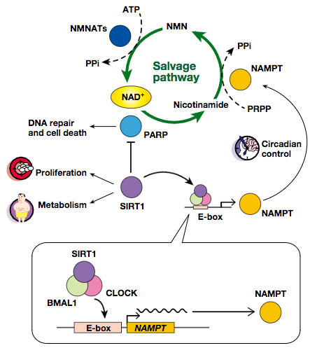 The world spreading from NAD biosynthesis
