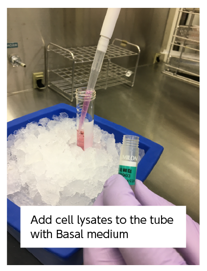 Add cell lysates to the tube with Basal medium